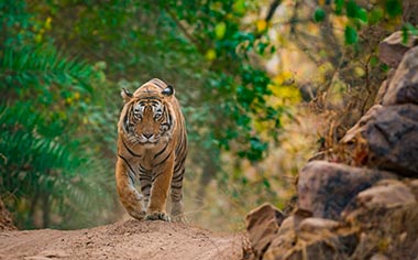 A tiger walking through Ranthambore National Park, India